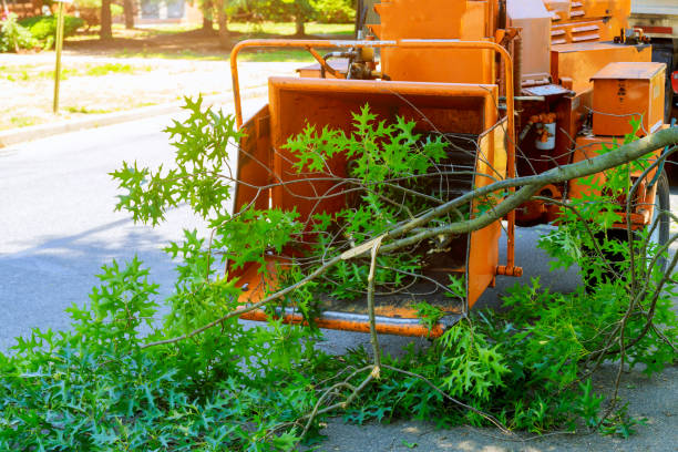 Best Sod Installation  in USA